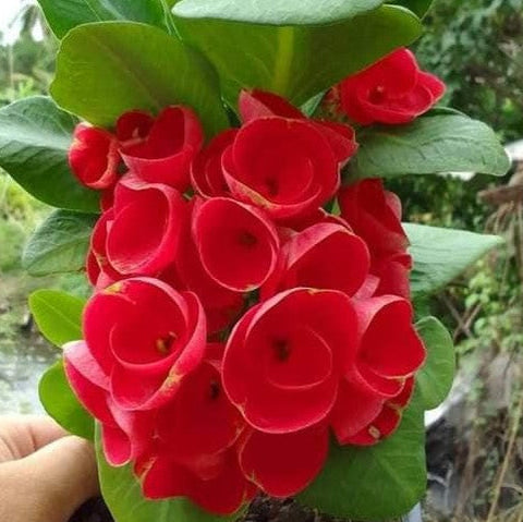 Euphorbia Milii RUAY CHANGLOEI Crown of Thorns Corona de Cristo Succulent