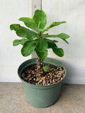 Euphorbia Milii PRINCE OF ORANGE Crown of Thorns Corona de Cristo Thai Hybrid