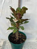 Euphorbia Milii JOLLY GOOD (Kao Sarapadneuk) Crown of Thorns Corona de Cristo