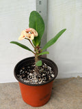 Euphorbia Milii POHN CHOKCHAI Crown of Thorns Corona De Cristo Cactus Thai Hybrid