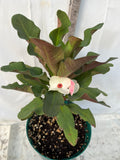 Euphorbia Milii JOLLY GOOD (Kao Sarapadneuk) Crown of Thorns Corona de Cristo