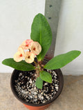 Euphorbia Milii POHN CHOKCHAI Crown of Thorns Corona De Cristo Cactus Thai Hybrid