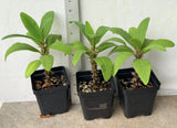 Euphorbia Milii SETHEE CHIANG MAI Crown Of Thorns  Corona de Cristo Cactus Succulents