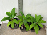 Euphorbia Milii SETHEE CHIANG MAI Crown Of Thorns  Corona de Cristo Cactus Succulents