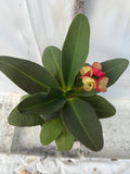 Euphorbia Milii JAN JAO Crown of Thorns  Corona de Cristo