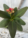 Euphorbia Milii JAN JAO Crown of Thorns  Corona de Cristo