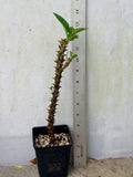 Rare “Vanilla Sky” Giant Bloom Crown of Thorns — New Thai Hybrid Euphorbia Milii