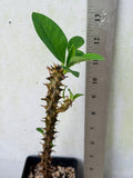 Rare “Vanilla Sky” Giant Bloom Crown of Thorns — New Thai Hybrid Euphorbia Milii