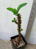 Rare “Vanilla Sky” Giant Bloom Crown of Thorns — New Thai Hybrid Euphorbia Milii