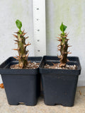 Euphorbia Milii JAN JAO Crown of Thorns  Corona de Cristo Thai Hybrid
