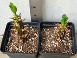 Two small potted succulent plants with spiky brown-orange stems and green leaves, shown in black plastic nursery pots filled with soil and perlite, with a metal ruler beside them for scale.