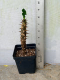 Euphorbia Milii GOLDEN GOBLET Corona de Cristo Crown Of Thorns Cactus/Succulent