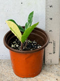 ZZ Plant VARIEGATED Zamioculcas Zamiifolia  Air Purifier Houseplant