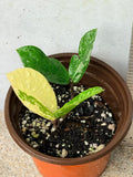 ZZ Plant VARIEGATED Zamioculcas Zamiifolia  Air Purifier Houseplant