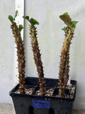 Euphorbia Milii Crown of Thorns "Yok Niramit" Thai Hybrid Coronas de Cristo