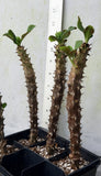 Euphorbia Milii Crown of Thorns "Yok Niramit" Thai Hybrid Coronas de Cristo