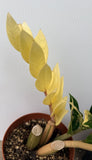 ZZ Plant VARIEGATED Zamioculcas Zamiifolia  Air Purifier Houseplant