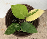 ZZ Plant VARIEGATED Zamioculcas Zamiifolia  Air Purifier Houseplant