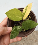 ZZ Plant VARIEGATED Zamioculcas Zamiifolia  Air Purifier Houseplant