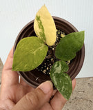 ZZ Plant VARIEGATED Zamioculcas Zamiifolia  Air Purifier Houseplant