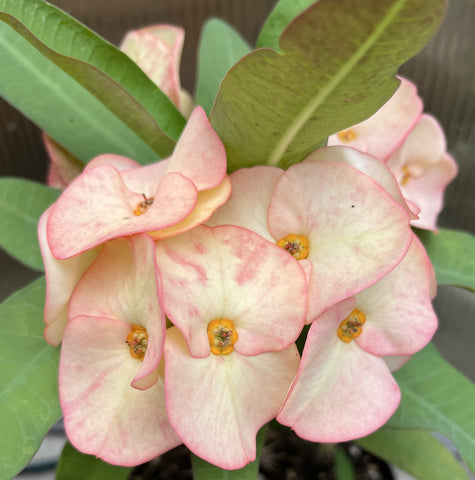 Euphorbia Milii PINK ELEGANCE Crown of Thorns Corona de Cristo Cactus/Succulent