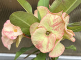 Euphorbia Milii PINK ELEGANCE Crown of Thorns Corona de Cristo Cactus/Succulent