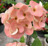 Euphorbia Milii FADED GLORY Crown of Thorns Corona De Cristo Cactus