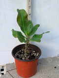 Euphorbia Milii UDOM PHON Crown of Thorns Corona de Cristo Cactus Thai Hybrid
