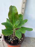 Euphorbia Milii UDOM PHON Crown of Thorns Corona de Cristo Cactus Thai Hybrid