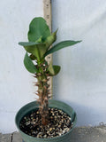 Euphorbia Milii SUNKIST Crown of Thorns Corona de Cristo Large Blooms