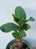 Euphorbia Milii SUNKIST Crown of Thorns Corona de Cristo Large Blooms