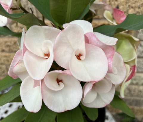 Euphorbia Milii BABY'S BREATH Crown of Thorns Corona de Cristo Cactus/Succulent