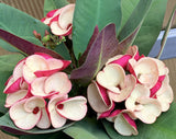 Euphorbia Milii JAN JAO Crown of Thorns  Corona de Cristo Thai Hybrid