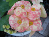 Euphorbia Milii JADE PARADISE Crown of Thorns Corona de Cristo Succulent Poysean