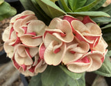 Euphorbia Milii JAN JAO Crown of Thorns  Corona de Cristo