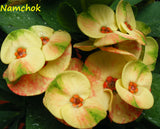 Euphorbia Milii NAMCHOK (Dream Land) Crown of Thorns Corona de Cristo Cactus/Succulent