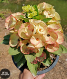 Euphorbia Milii KEANG DAO Crown of Thorns Corona De Cristo