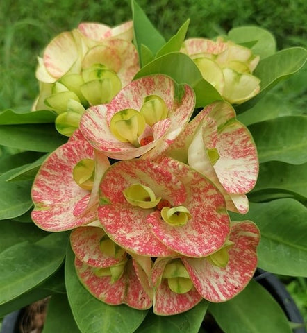 Euphorbia Milii KEANG DAO Crown of Thorns Corona De Cristo