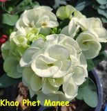 Euphorbia milii Crown of Thorns Mix and Match 3 Varieties Coronas de Cristo