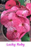Euphorbia Milii Three (3) UNROOTED CUTTINGS Crown of Thorns Large Flowers