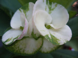 Euphorbia Milii LUCKY JADE Crown of Thorns Corona de Cristo Cactus/Succulents