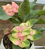 Euhorbia Milii Crown Of Thorns Corona de Cristo Thai Hybrid "Crazy Pink"