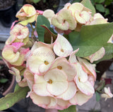 Euhorbia Milii Crown Of Thorns "Spanish Cream" COLLECTOR'S COLLECTION
