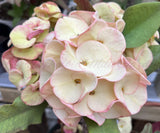 Euhorbia Milii Crown Of Thorns "Spanish Cream" COLLECTOR'S COLLECTION