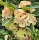 Euhorbia Milii Crown Of Thorns "Spanish Cream" COLLECTOR'S COLLECTION