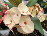 Euhorbia Milii Crown Of Thorns "Spanish Cream" COLLECTOR'S COLLECTION