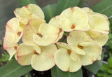Euphorbia Milii 'Butter Berry" Crown of Thorns Corona De Cristo Succulent