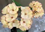 Euphorbia Milii 'Butter Berry" Crown of Thorns Corona De Cristo Succulent
