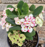 Euphorbia Milii KANOKLAI Crown of Thorns Corona De Cristo