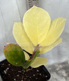 ZZ Plant VARIEGATED Zamioculcas Zamiifolia  Air Purifier Houseplant
